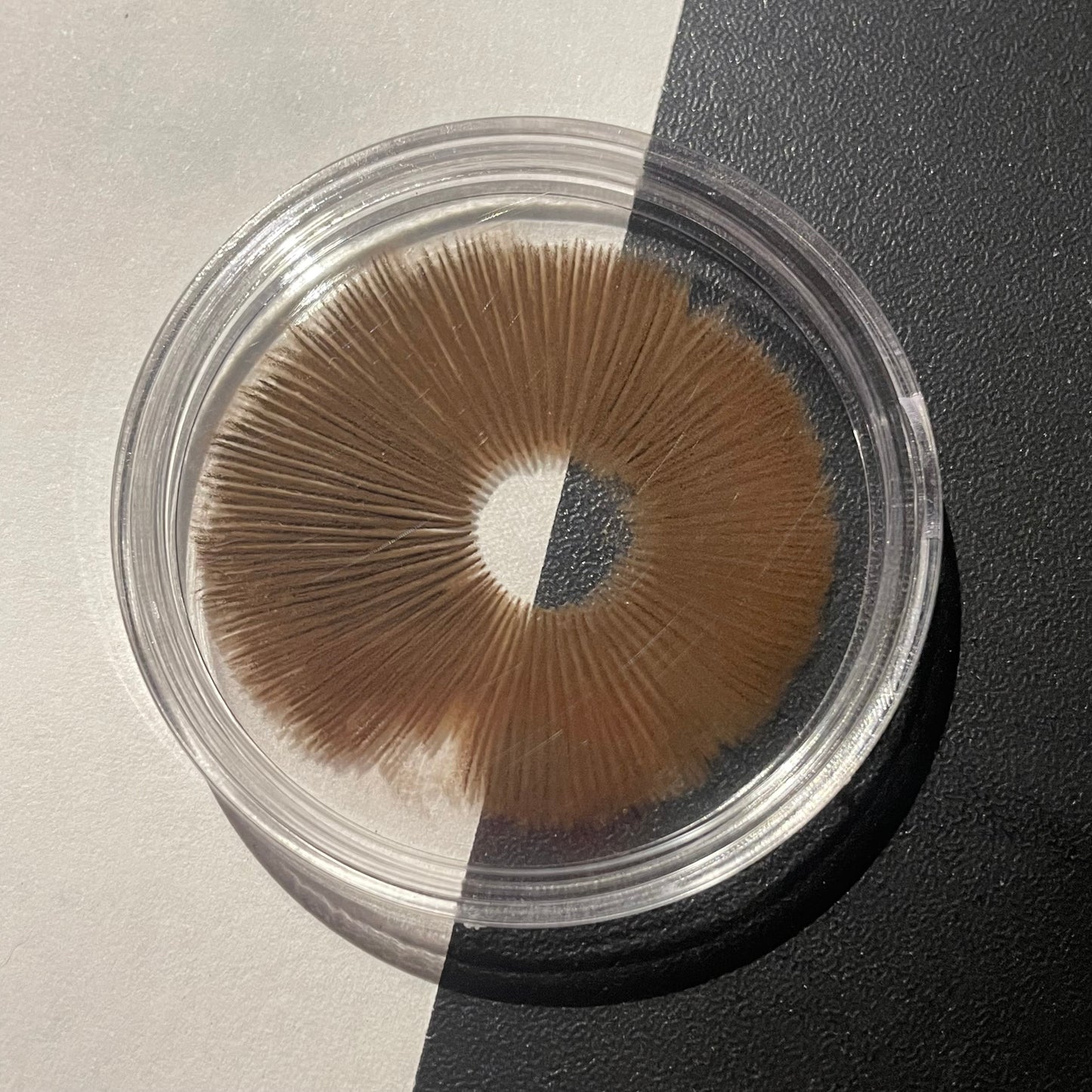 Cubensis Spore Prints